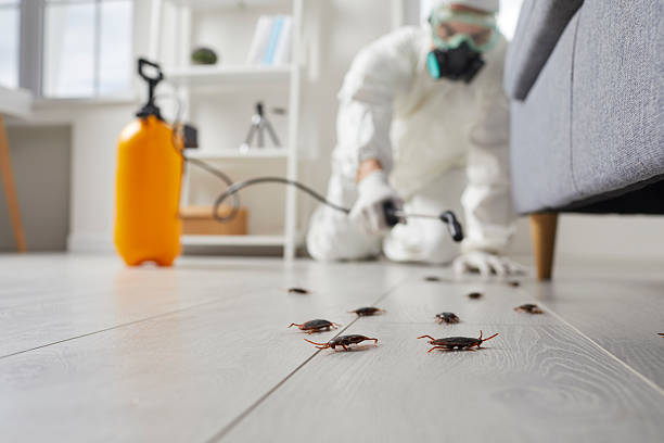 Commercial Kitchen Cockroach Control in Rainbow